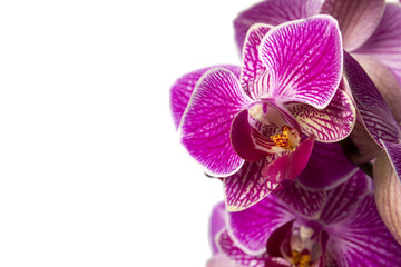 Fototapeta na wymiar Pink orchid in pot on white background.