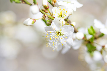 Spring Flowers Blossom In Sunny Day