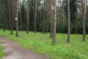 Obraz premium A path through the pine forest. Bird houses on the trees. 