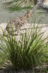 Crouching Serval near grass