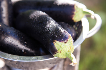eggplant in colander on a rustic table. sunlight, selective focu