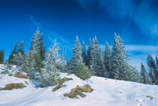 Fir trees covered with fresh hoar frost