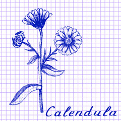 Calendula. Botanical drawing on exercise book background