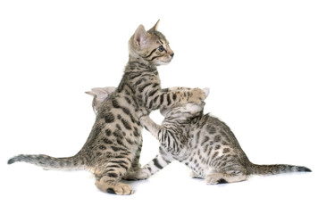 bengal kitten in studi