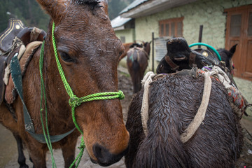 Horses in Kashmir, India, on a rainy day.