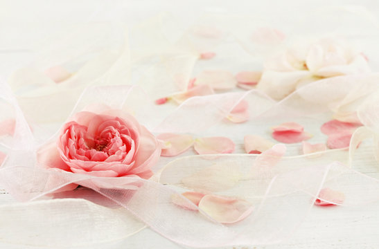 Delicate festive background. Rose, petals, ribbons. Soft focus on flower, dreamy pastel tones. 