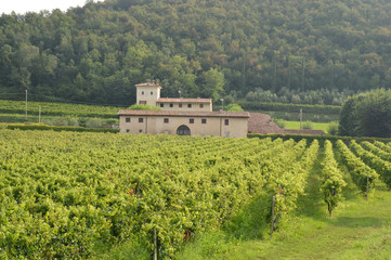 Naklejka premium An ancient farm estate with its vineyards in the countryside of