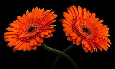 Orange gerbera with stem isolated on black background