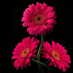 Pink or red gerbera with stem isolated on black background