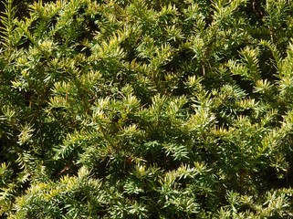 green needles of yew-tree close up