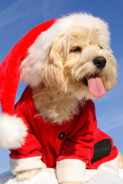 christmas puppy