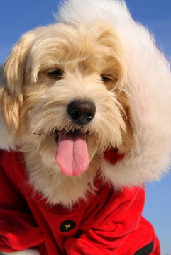 christmas puppy