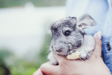 Petit chinchilla