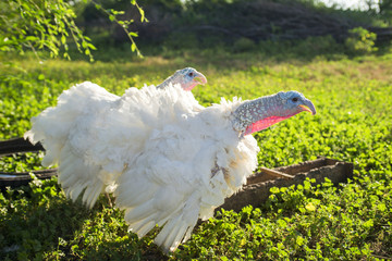 two turkey