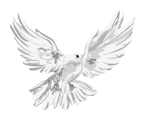 Isolated drawn dove. White pigeon symbol of love , piece and freedom. Beautiful creature for lovely art and decoration.