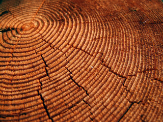 Fototapeta premium Slice From A Tree