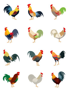 Colorful set of various roosters, cartoon style vector illustration isolated on white background. Collection of color block rooster in 12 different color variations