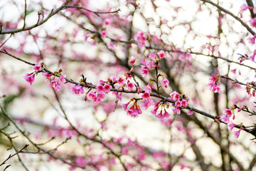 Pink Wild Himalayan Cherry on branch
