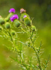 thistle. pink milk thistle flower in bloom in spring. Single Thi