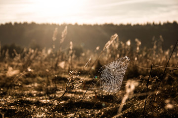 Паутина на рассвете