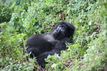 Wild Gorilla animal Rwanda Africa tropical Forest