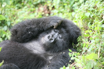 Fototapeta premium Wild Gorilla animal Rwanda Africa tropical Forest