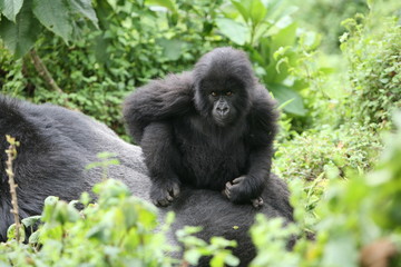 Wild Gorilla animal Rwanda Africa tropical Forest