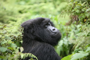Wild Gorilla animal Rwanda Africa tropical Forest