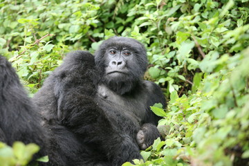 Wild Gorilla animal Rwanda Africa tropical Forest