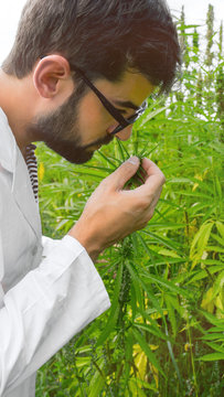 Wissenschaftler riecht an Hanf Pflanze - Medizinisches Cannabis