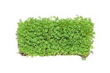 Gartenkresse