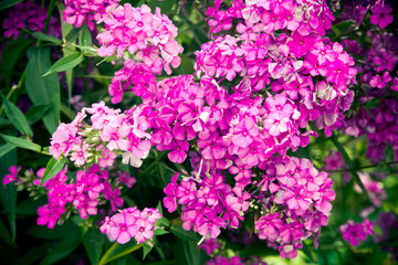     Phlox paniculata is growing in the country garden 
