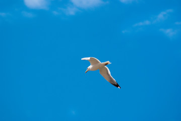 Fototapeta na wymiar Seagull in the blue sky