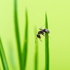 ant on a blade of grass on a green background close-up, close-up, black ant