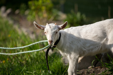 young goat in the grass, green grass, the little goat, the village