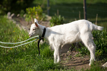 young goat in the grass, green grass, the little goat, the village