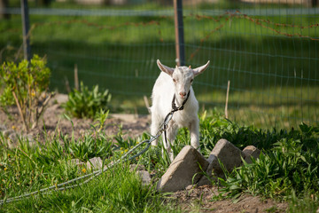 young goat in the grass, green grass, the little goat, the village