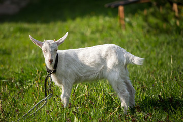 young goat in the grass, green grass, the little goat, the village