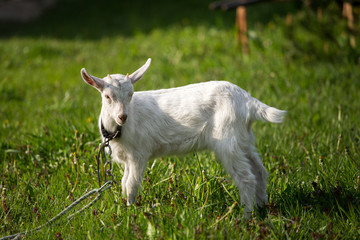 Fototapeta premium young goat in the grass, green grass, the little goat, the village