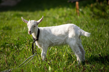 Obraz premium young goat in the grass, green grass, the little goat, the village