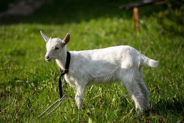 Naklejka na ściany i meble young goat in the grass, green grass, the little goat, the village