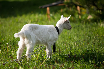 Fototapeta premium young goat in the grass, green grass, the little goat, the village