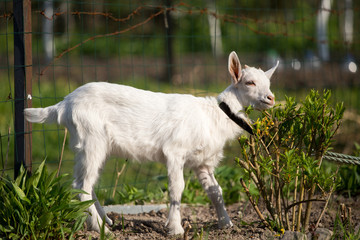 Fototapeta premium young goat in the grass, green grass, the little goat, the village