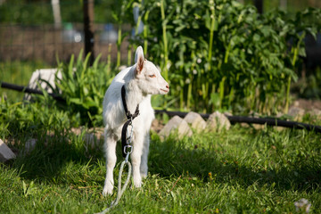 Obraz na płótnie Canvas young goat in the grass, green grass, the little goat, the village