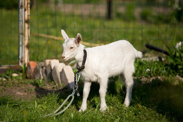 Obraz premium young goat in the grass, green grass, the little goat, the village