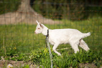 young goat in the grass, green grass, the little goat, the village