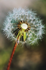 white dandelion, dandelion seeds, close-up, green background