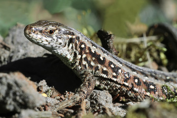brown lizard on the sand close up, contrasting lizard