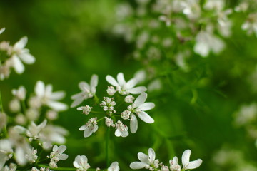 Coriander Flowers closeup