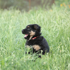 Beautiful puppy of bohemian shepherd